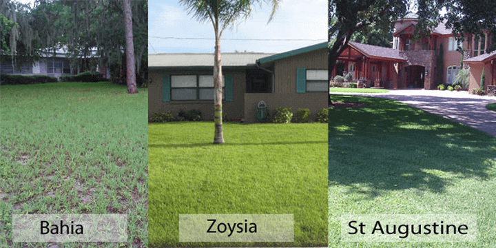 Why can't you buy St. Augustine grass seeds?