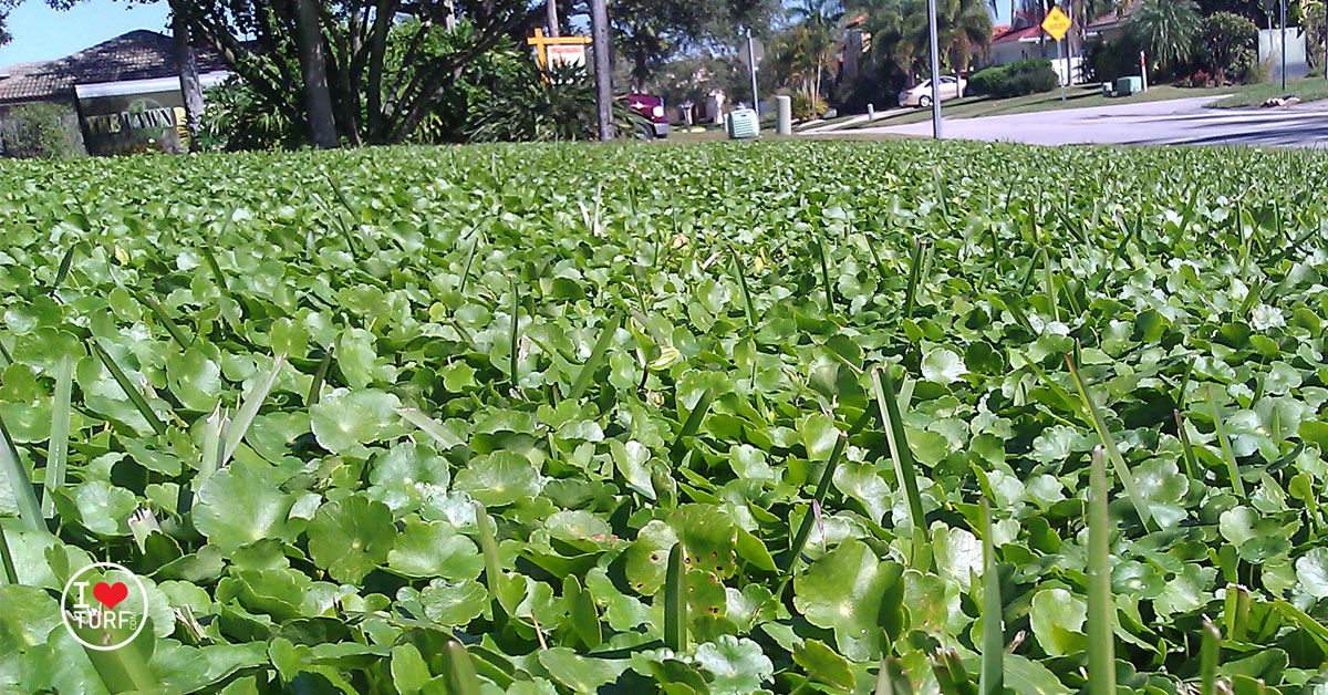 Dollar Weed infested lawn