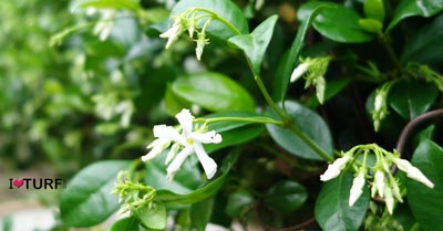 Landscape Pinellas FL