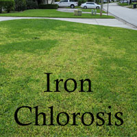 St Augustine lawn with Iron Chlorosis