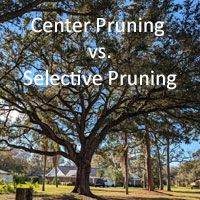 Ok Tree with Center Pruning vs. Selective pruning