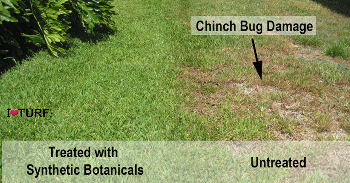 Side by side comparioson of treated and untreated St Augustine lawns