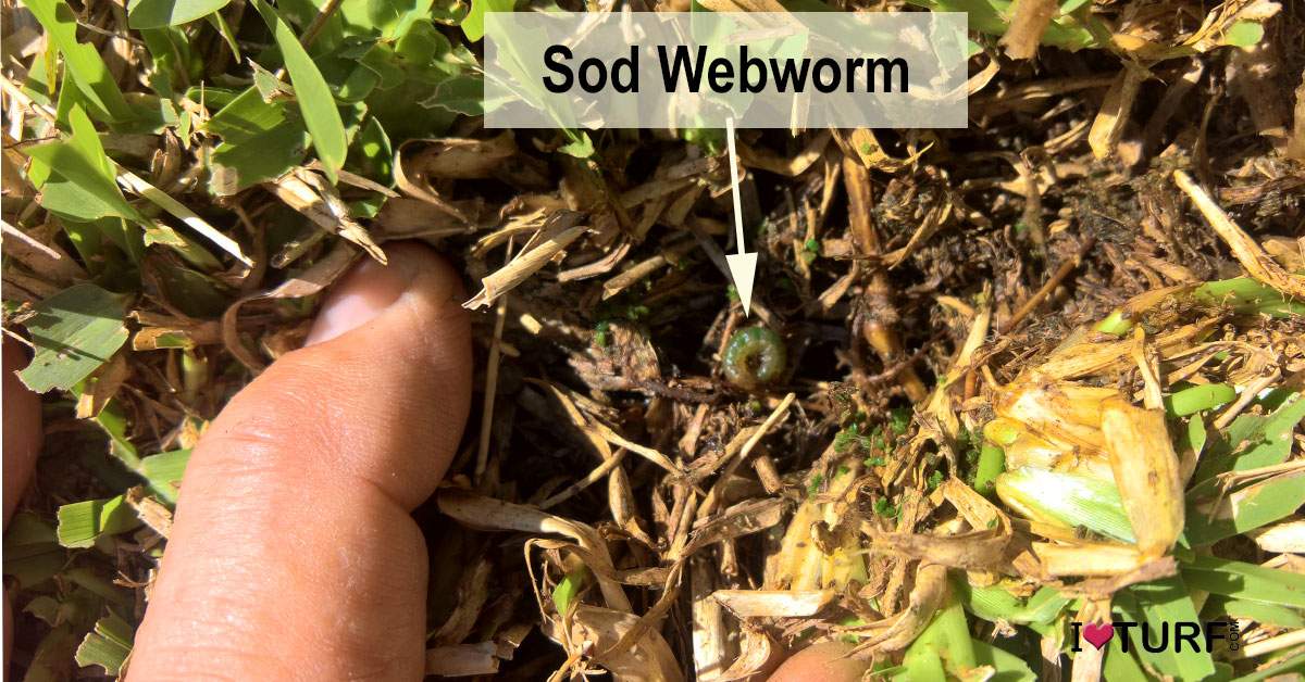 Sod weborm in a St Augustine lawn