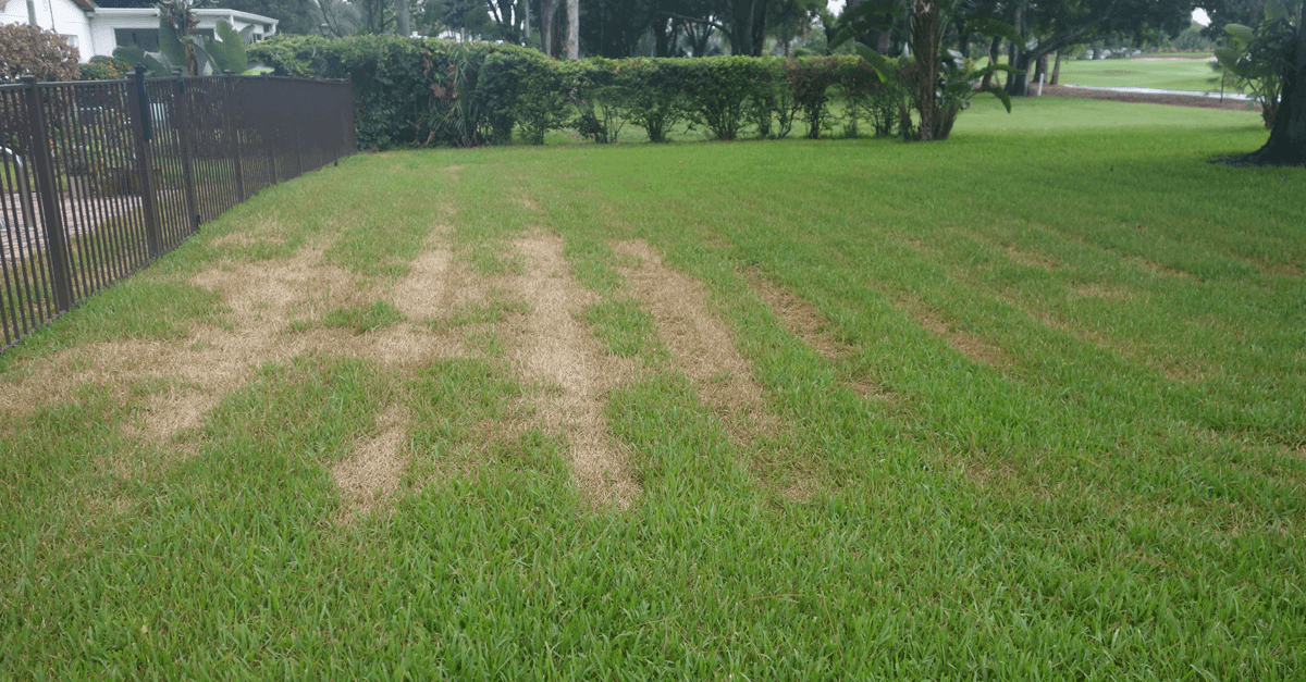 Sun Scald on St Augustine grass Caused by Mowers