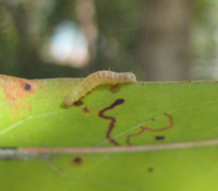 What are Those Little Green Worms Hanging from Oaks Trees