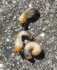 White Grub Damage Looks Like Water Stress Even When Wet and The Turf Is Not Rooted in the Soil