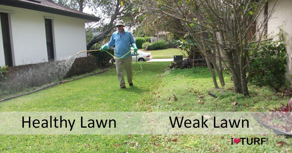 APL Pest Control Tech Spraying Healthy Lawn next to weak weedy lawn