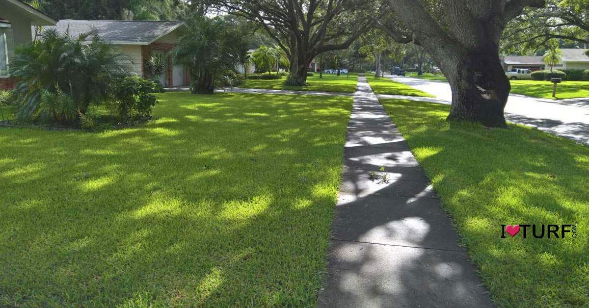 Shady St Augustine lawns in a neighborhood