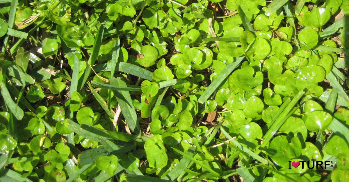 Dichondra growing in a St Augustine lawn
