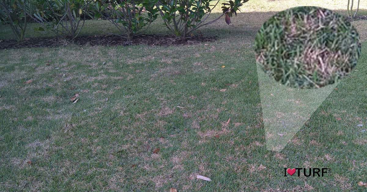 Dollar spot disease in a St Augustine lawn with close up of dollar spot