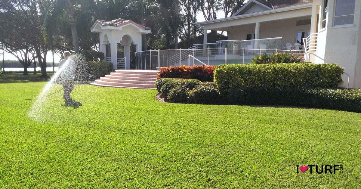Lawn tech spraying a St Augustine lawn