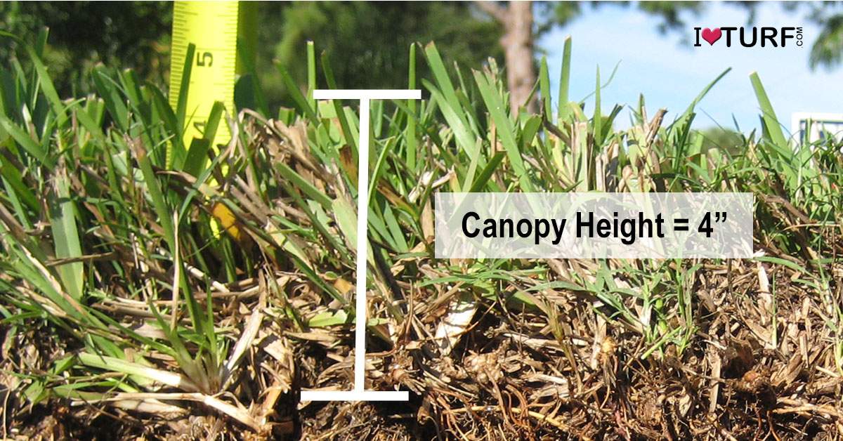 Cross section of a St Augustine lawn showing mowing height of 4?
