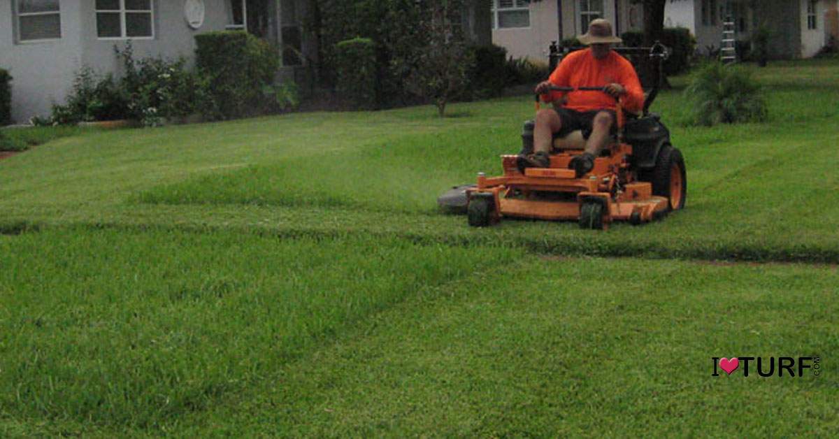 Man mowing a St Augustine lawn on a rider mower