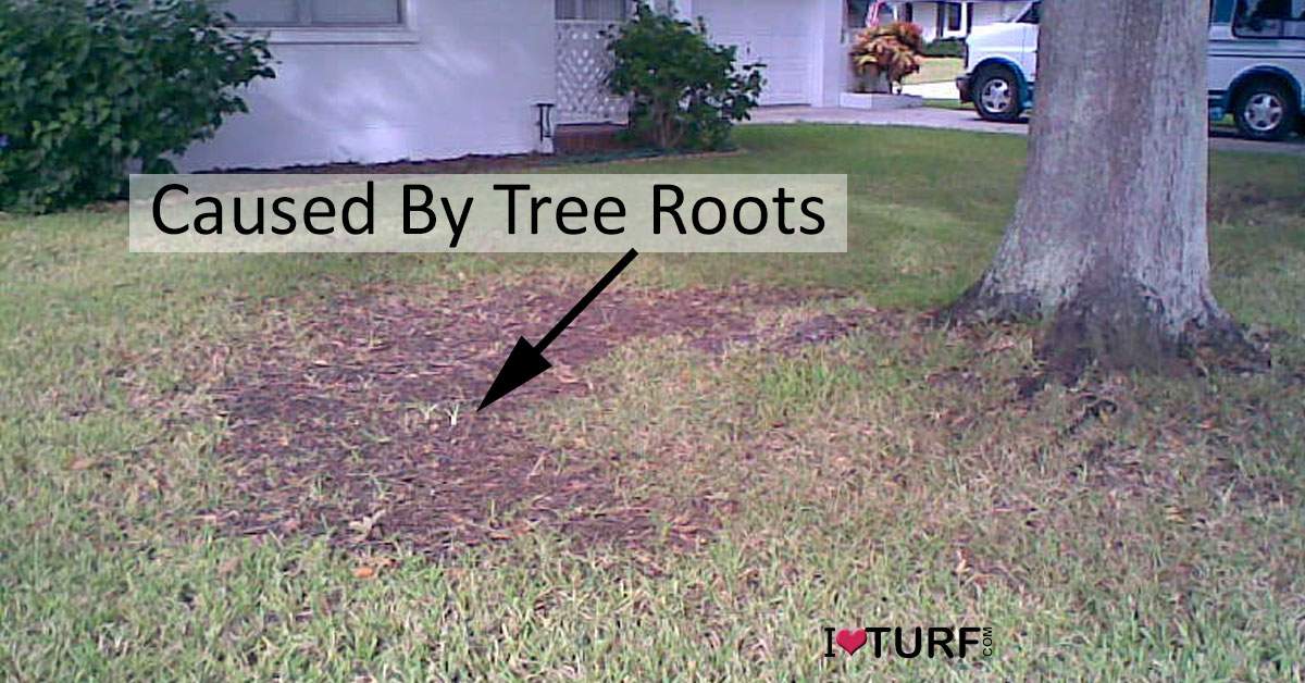 Dead Grass near a Oak tree caused by roots