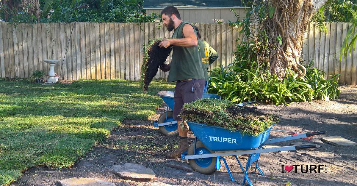 A man taking sod from a wheelbarrow and placing on a lawn