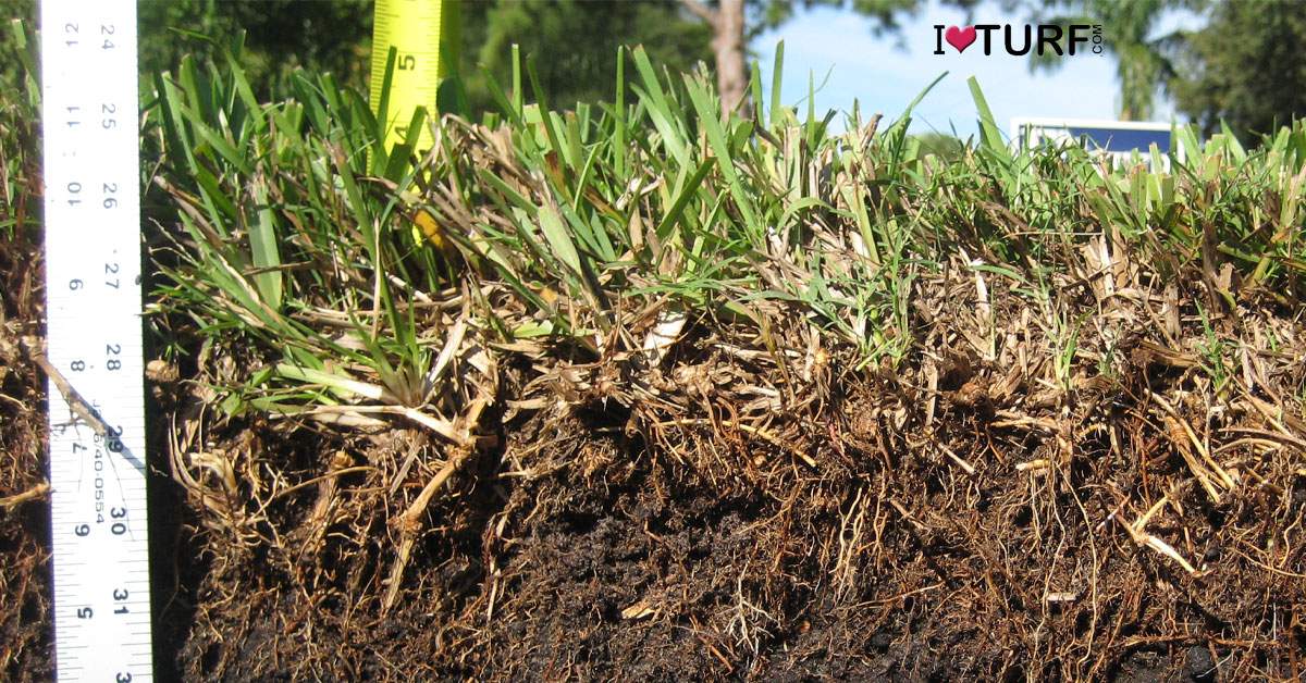 Soil Profile below a St Augustine Grass Lawn with a ruler showing depth