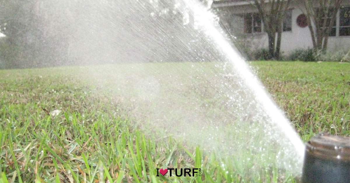 Sprinkler head irrigating a lawn