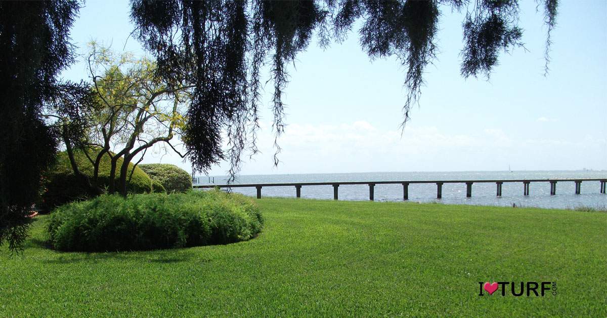 St Augustine lawn on the shores of Tampa Bay