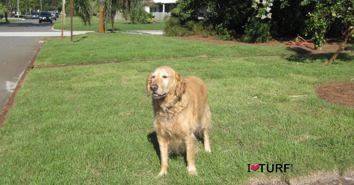 Golden retriever standing on a ozoysiia lawn