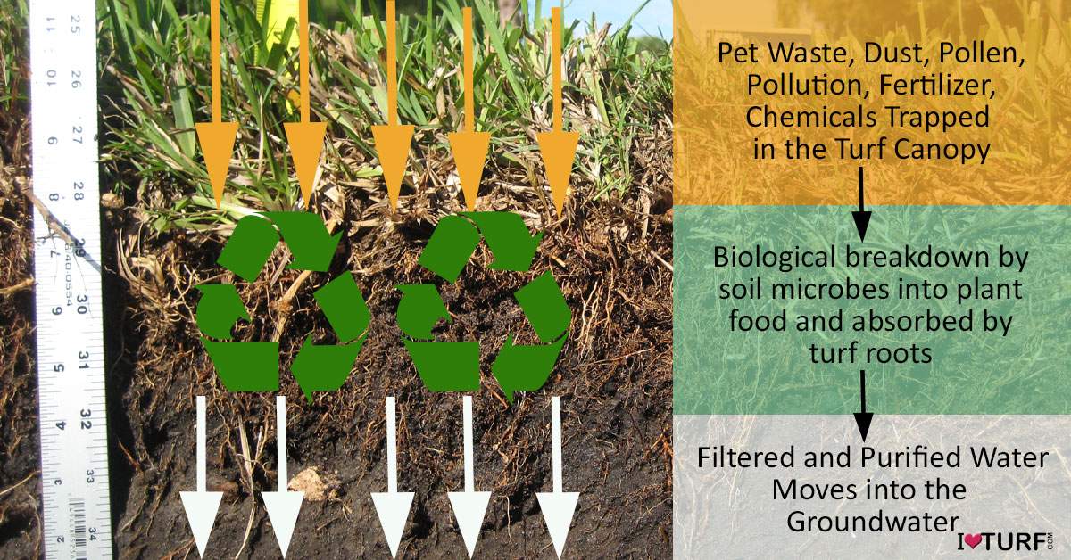 Soil Profile showing how turf filters out pollution