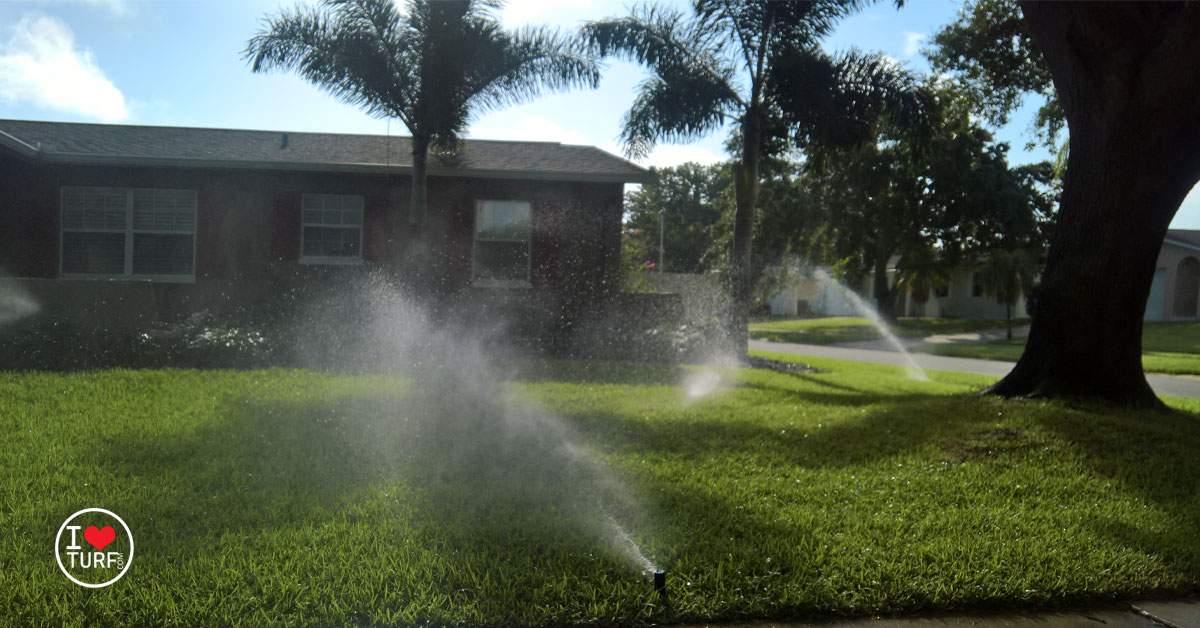 St Augustine lawn being irrigated