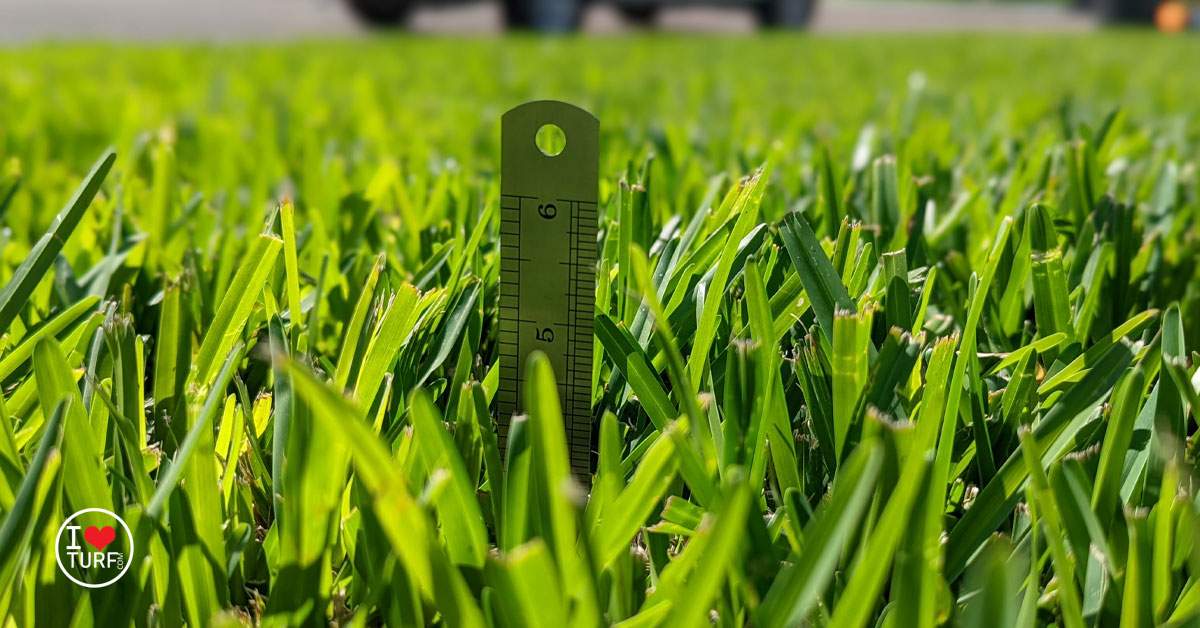 St Augustine Lawn with RUler showing 5" canopy height