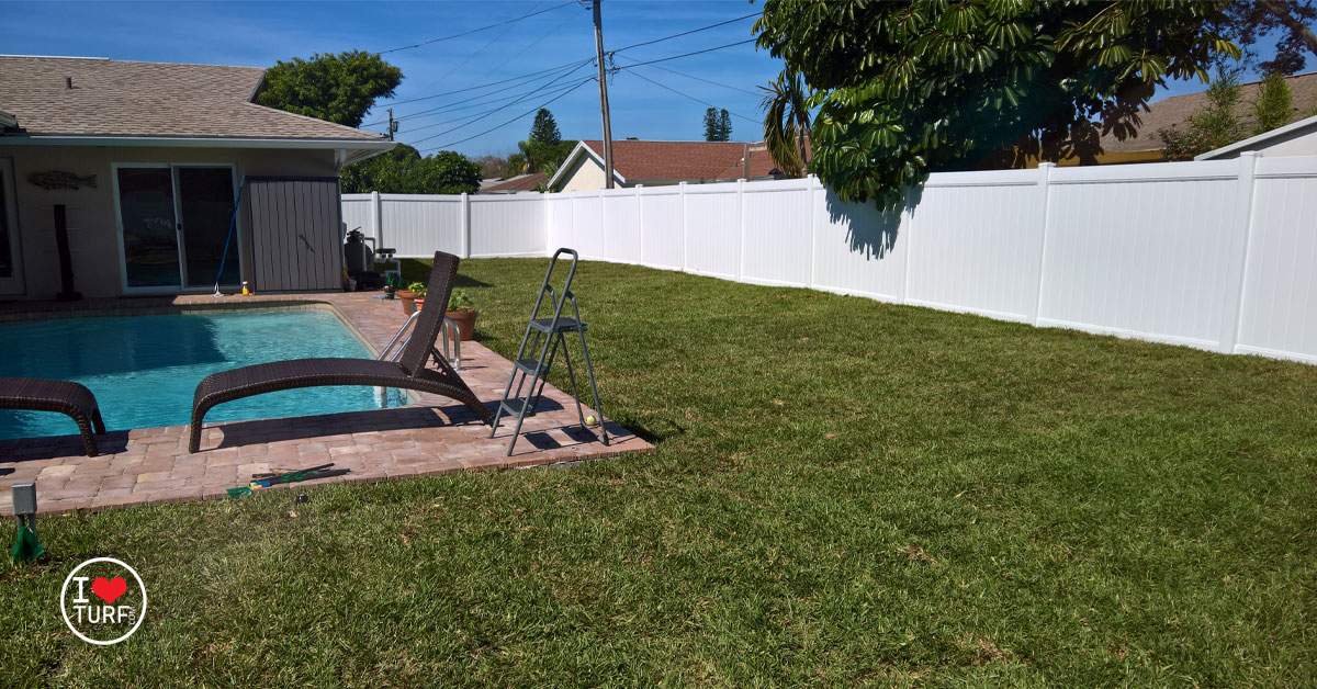 Newly planted St Augustine lawn with sod