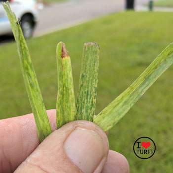 Sugarcane Mosaic Virus damage to leaves of St Augustine grass