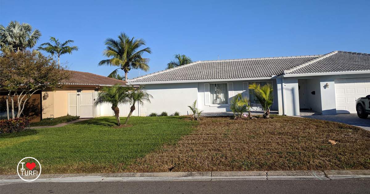 St Augustine Lawn infected with Sugarcane Mosaic Virus and half of lawn unifected