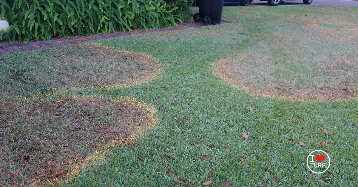 Active Brown Patch on a St AUgustine lawn