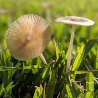 Mushrooms growing in St Augustine lawn