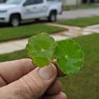Hand holding two dollar weed leaves