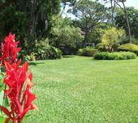 Homeowners Guide to Properly Caring for a St Augustine Lawn