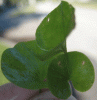 This Weed Has Round Leaves Similar to Dollar Weed but is Dichondra