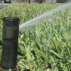 Why Irrigation is Necessary for a Healthy St Augustine Lawn